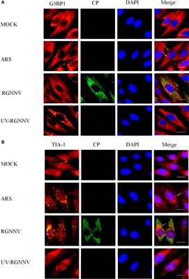 Critical Roles of G3BP1 in Red-Spotted Grouper Nervous Necrosis Virus-Induced Stress Granule Formation and Viral Replication in Orange-Spotted Grouper (Epinephelus coioides)